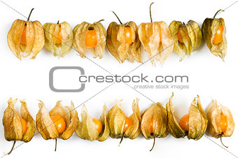 Physalis, fruits with papery husk
