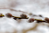 willow bud