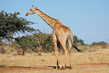 Giraffe in natural habitat