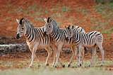 Plains zebras in natural habitat