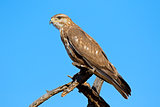 Steppe buzzard on a branch