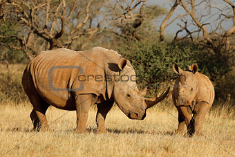 White rhinoceros and calf