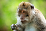 Portrait of the monkey
