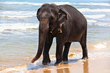 Indian elephant on the ocean shore