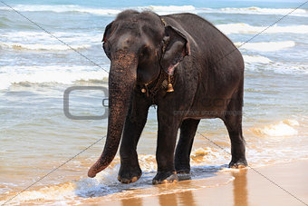 Indian elephant on the ocean shore