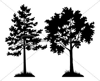 Silhouette Trees Pine and Maple