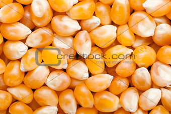 Raw golden sweet corn popcorn grain seeds texture