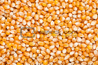Raw golden sweet corn popcorn grain seeds texture