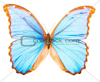 Morpho didius tropical butterfly isolated