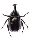  Rhinoceros beetle Xylotrupes gideon sumatrensis isolated