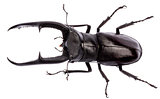 Hexarthrius mandibularis stag beetle isolated