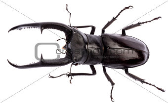 Hexarthrius mandibularis stag beetle isolated