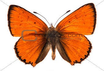 Male large copper butterfly isolated 