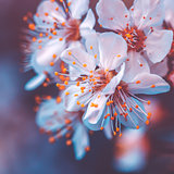 Gentle cherry tree blossoming