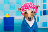dog in shower  or wellness spa