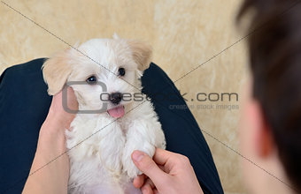 Teen boy with white puppy maltese dog
