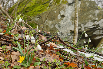 Snowdrops in forest