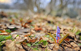 Wild spring violet flowers