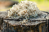 Alfalfa sprouts on wood
