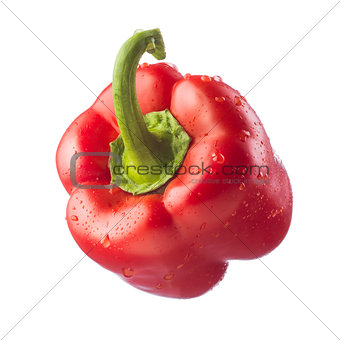 Fresh bell pepper on white background