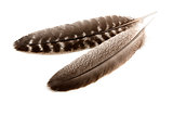 Feathers of turkey wings on white background