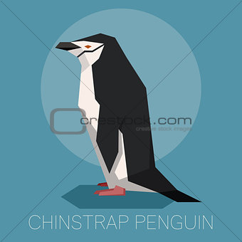 Flat Chinstrap Penguin