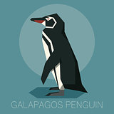 Flat Galapagos penguin