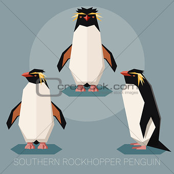Flat southern rockhopper penguin