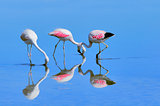 Three pink big birds Flamingo in the water.