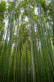 Arashiyama bamboo forest, Kyoto, Japan
