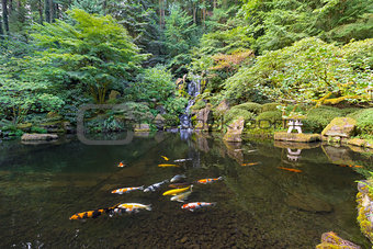 Koi Fish in Waterfall Pond at Japanese Garden