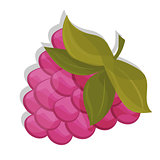 Sweet berry isolated on white background. Vector icon. raspberry