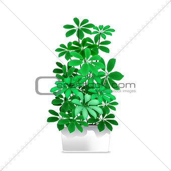 Spotted plant in a white pot. Element of home decor. The symbol of growth and ecology.