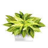 Spotted plant in a white pot. Element of home decor. The symbol of growth and ecology.