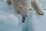 Polar bear walking on the ice.