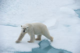 Big polar bear on drift ice edge .