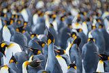 King Penguins colony Gold Harbour