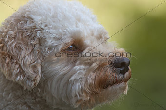 Cavapoo dog portrait