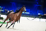 arabian purebred bay stallion in movement