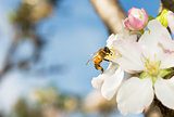 Western honey bee or European honey bee (Apis mellifera)