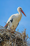 Storks in the Nest