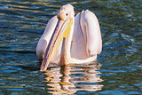 Pelican on the Water