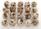 quail eggs in a plastic tray on a white background 