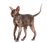 Lykoi cat, 7 months old, also called the Werewolf cat against wh