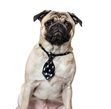 Pug wearing tie against white background
