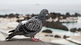 Pigeon perched on a block wall