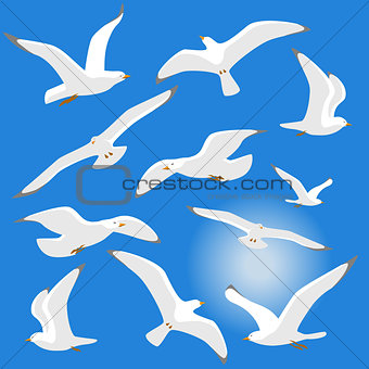 Seagulls isolated on blue background