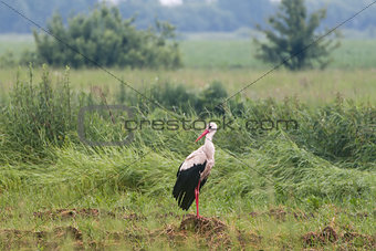 Stork in the meadow in summer.