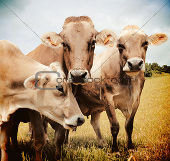 Three Aubrac cows