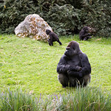 Gorilla family